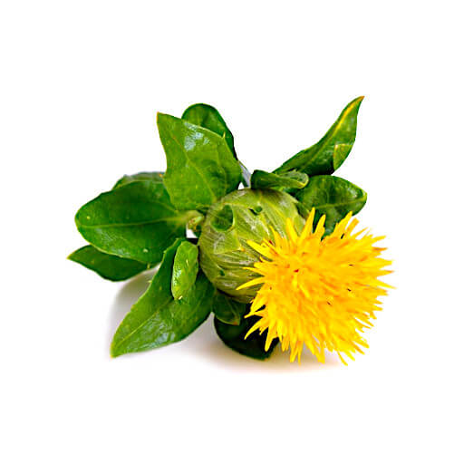 Safflower