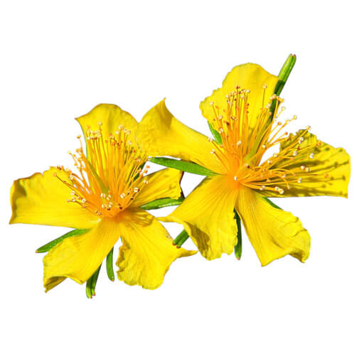 St. John's Wort