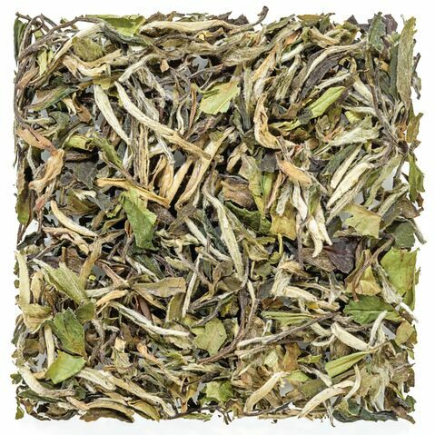 Pai Mu Tan Pivoine Blanche